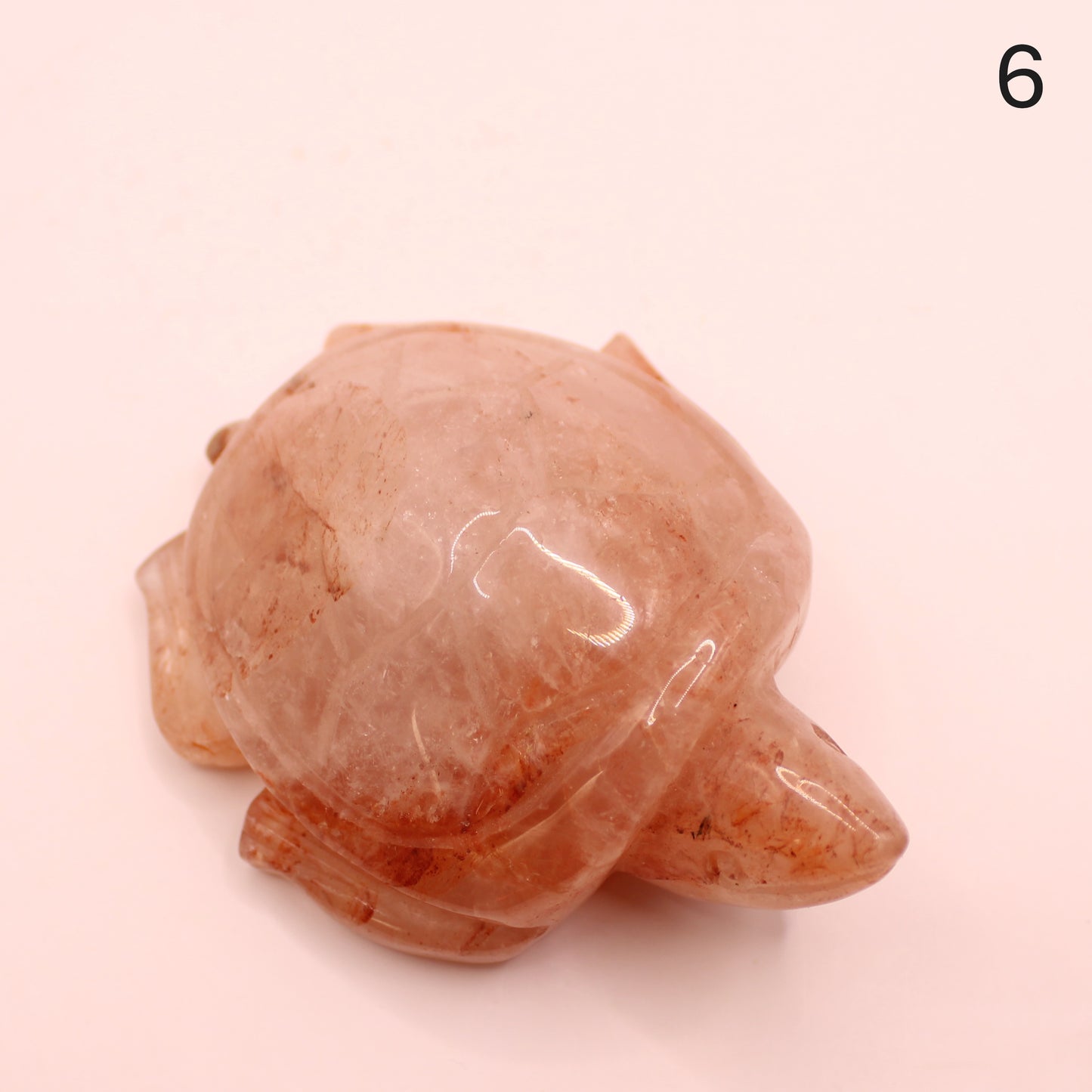Large Turtle